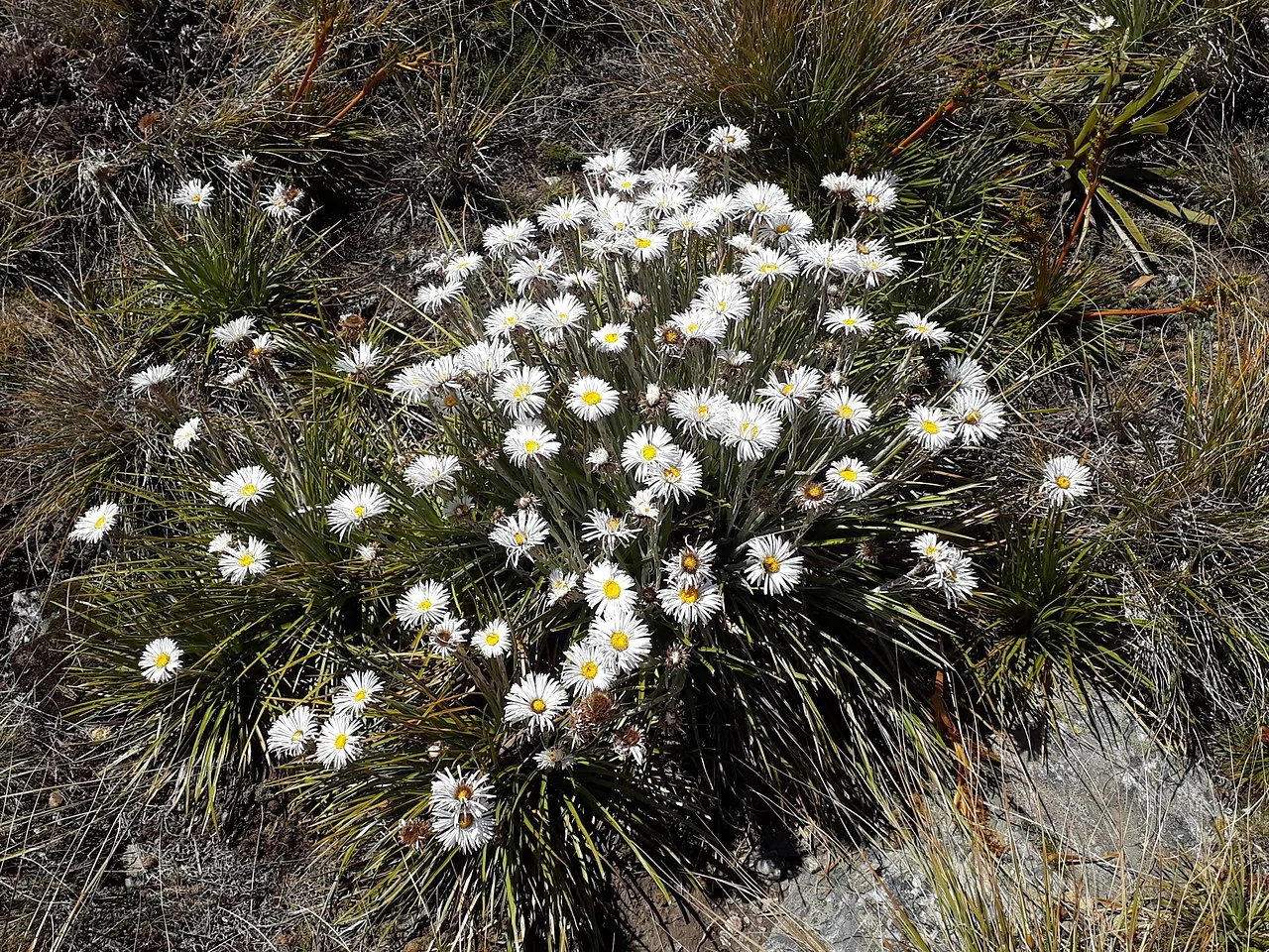Lyall's Mountain Daisy (Celmisia lyallii) hero image