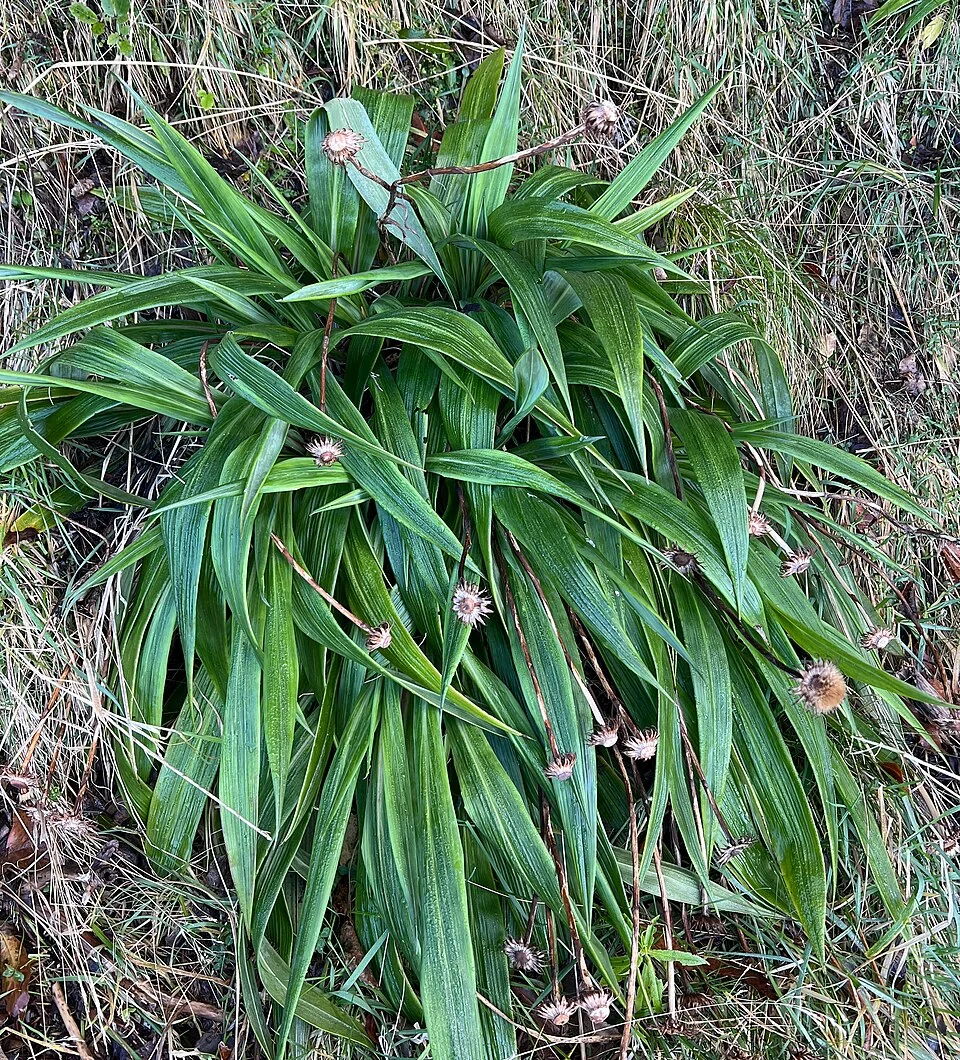 Celmisia mackaui in an alpine trough