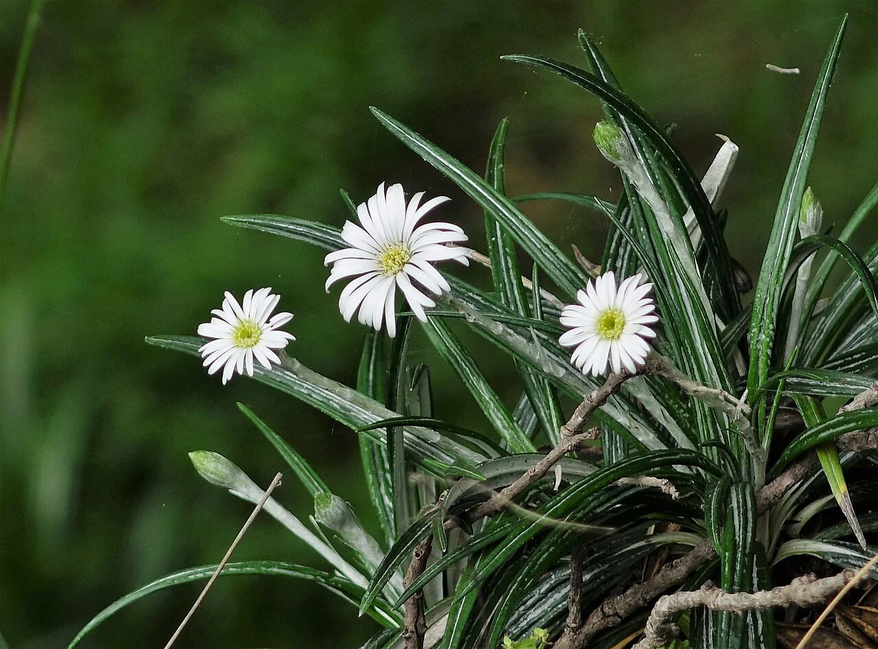 Celmisia major with large white daisies