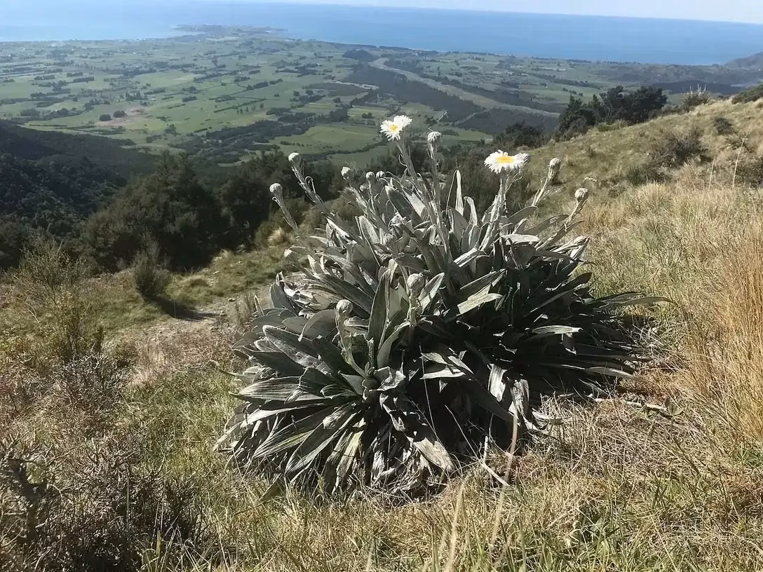 Monro's Mountain Daisy (Celmisia monroi)