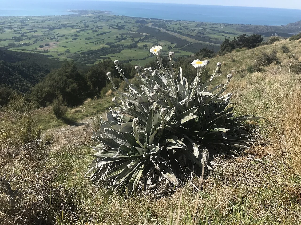 Celmisia monroi daisy heads