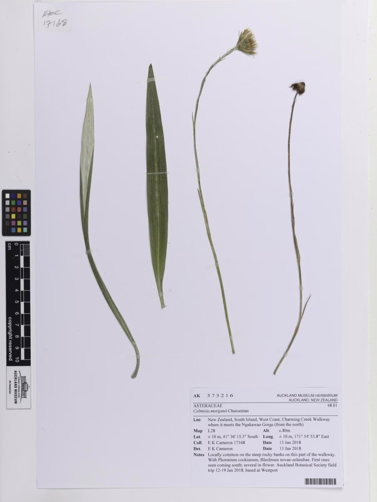 Celmisia morganii (Celmisia morganii)