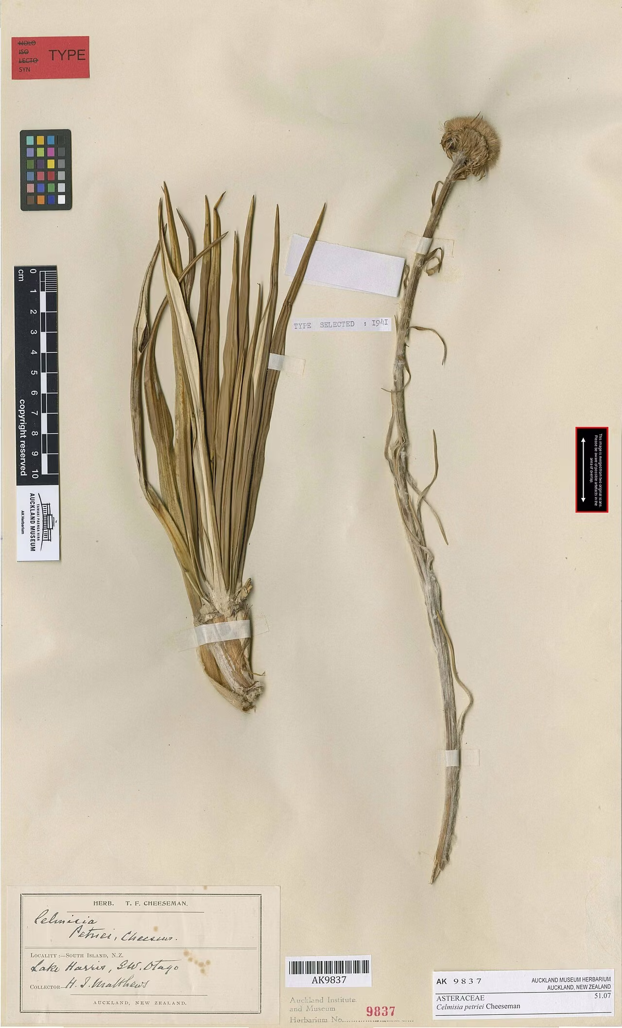 Celmisia petriei (Celmisia petriei)