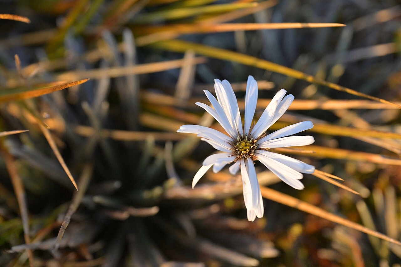 Celmisia polyvena (Celmisia polyvena)