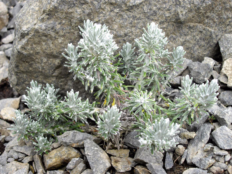 Celmisia ramulosa var. tuberculata (Celmisia ramulosa var. tuberculata)
