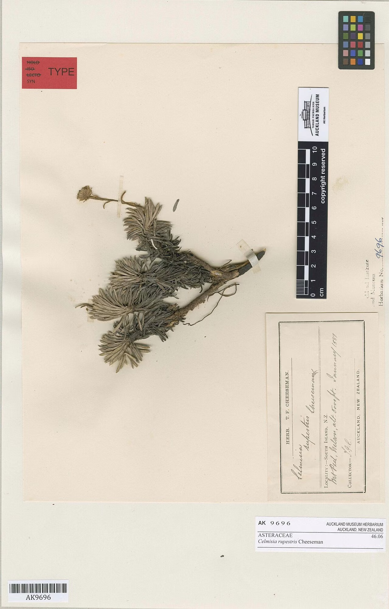 Celmisia rupestris (Celmisia rupestris) hero image