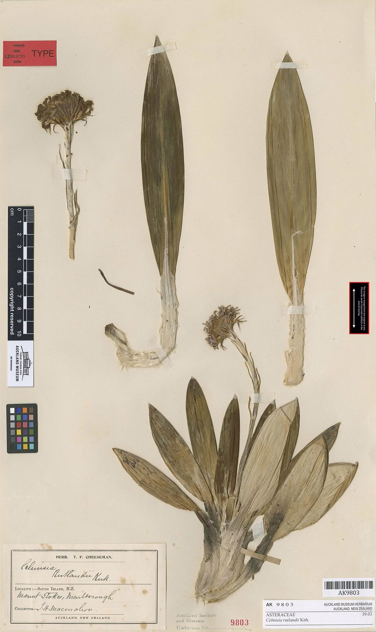 Celmisia rutlandii (Celmisia rutlandii)