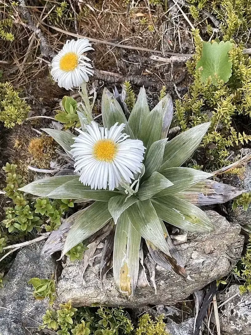 Large Mountain Daisy (Celmisia semicordata)