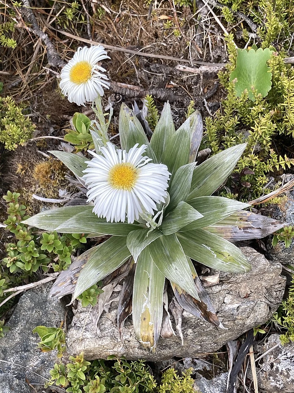 Large Mountain Daisy (Celmisia semicordata) hero image