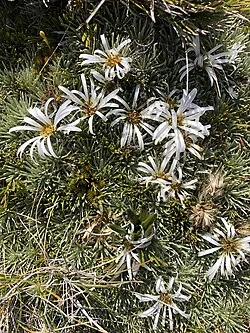 Cotton Daisy (Celmisia sessiliflora) showing its characteristic silvery cushion growth habit and white sessile flowers