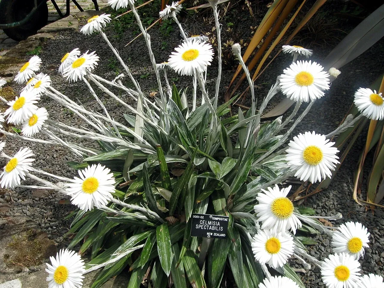 Celmisia spectabilis