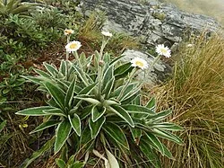 Celmisia verbascifolia with large leaves and white daisies
