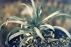 Sticky Mountain Daisy (Celmisia viscosa)