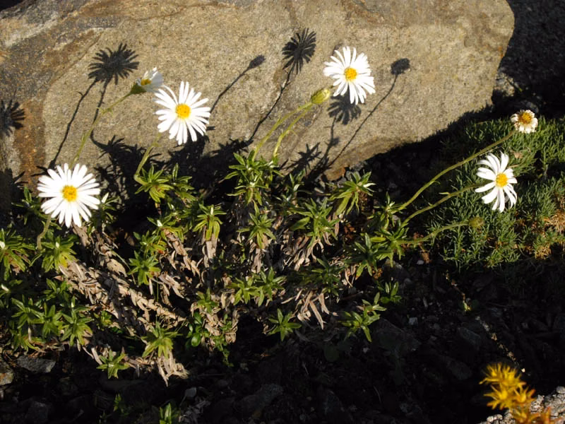 Celmisia Walkeri Native Plant (Celmisia walkeri)