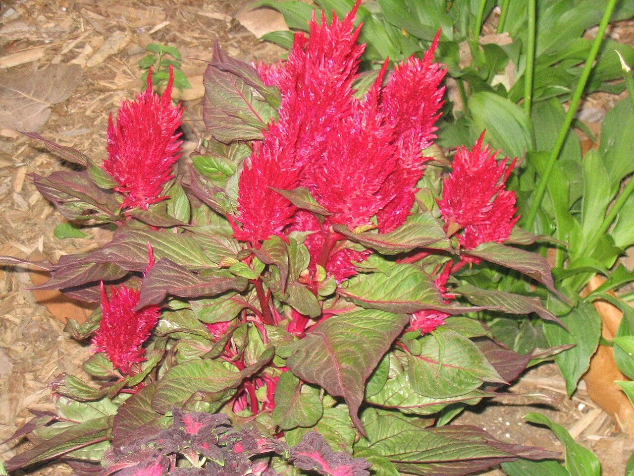 Silver Cockscomb (Celosia argentea) hero image