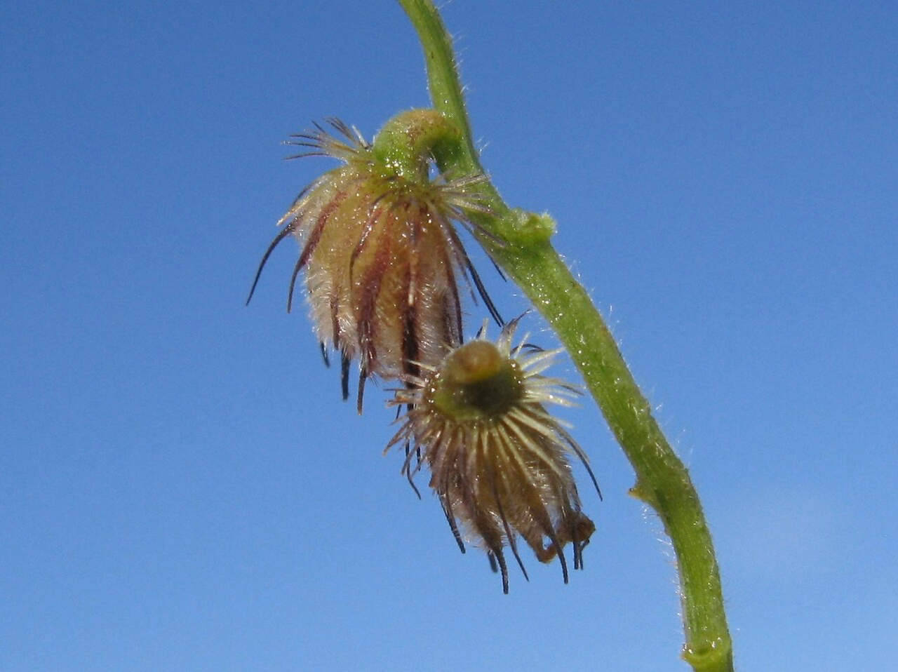 Cenchrus caliculatus (Cenchrus caliculatus)
