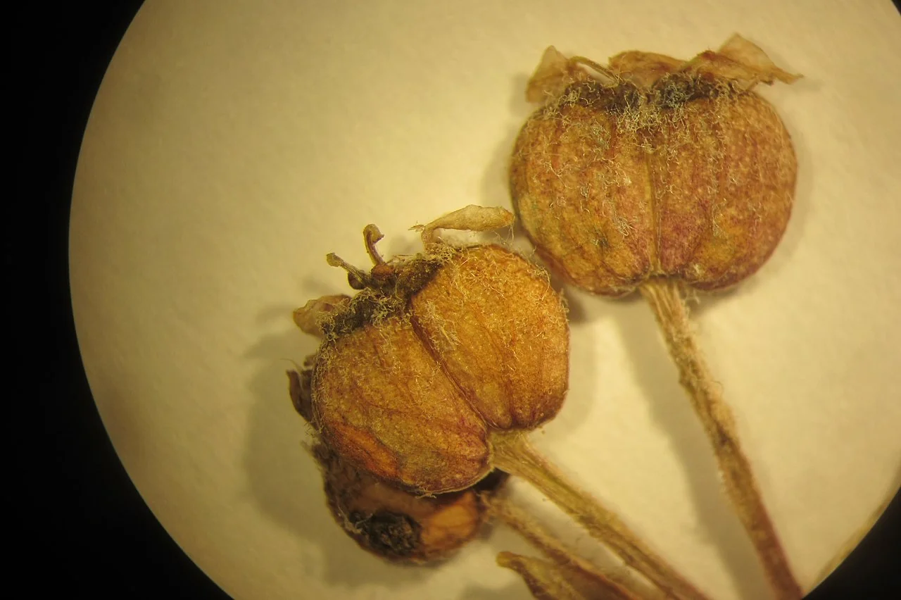 Centella (<i>Centella uniflora</i>) hero image