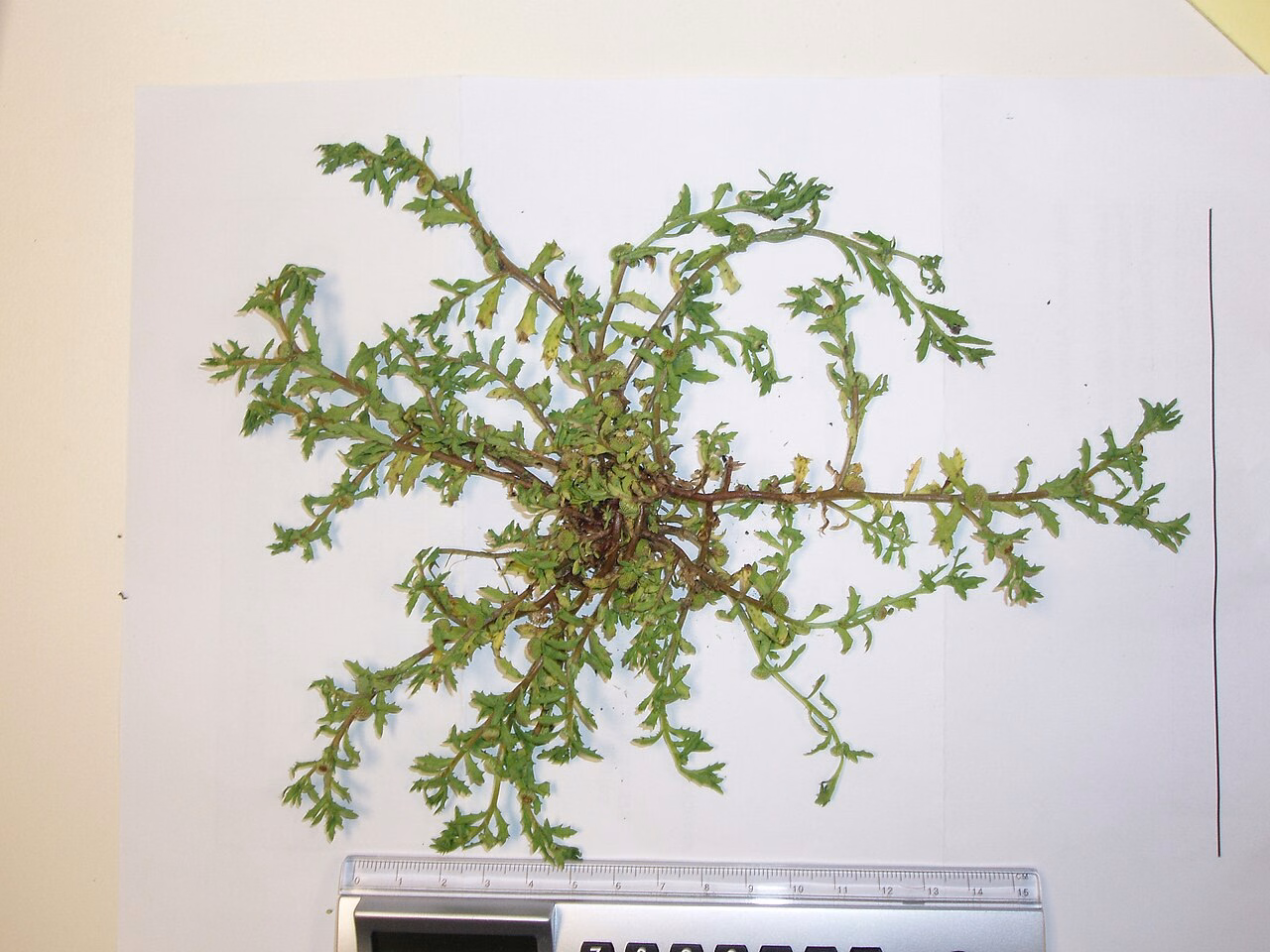 Centipeda aotearoana (Centipeda aotearoana)