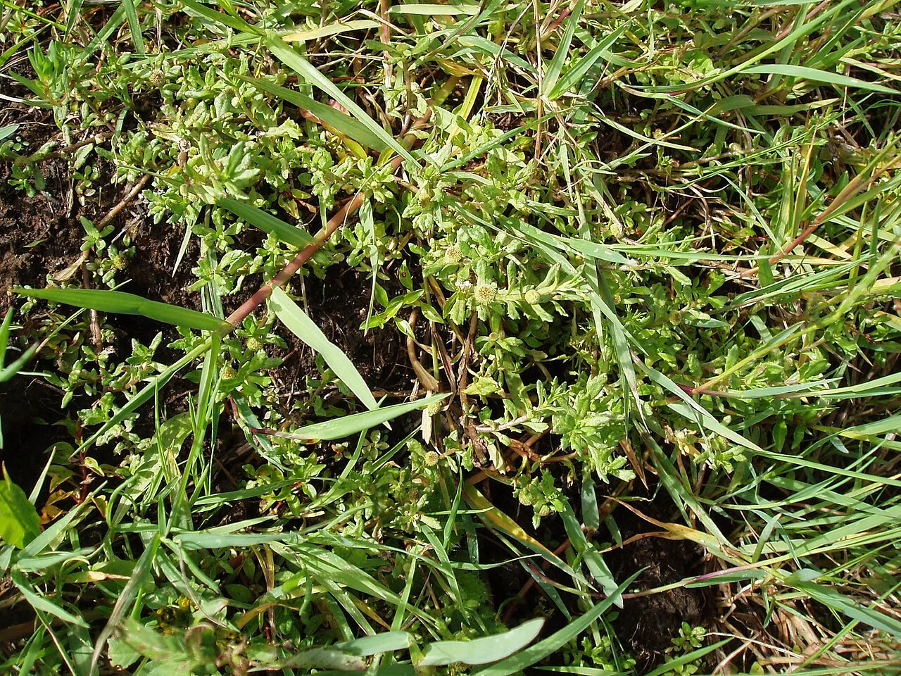 Common Sneezeweed (Centipeda cunninghamii) hero image