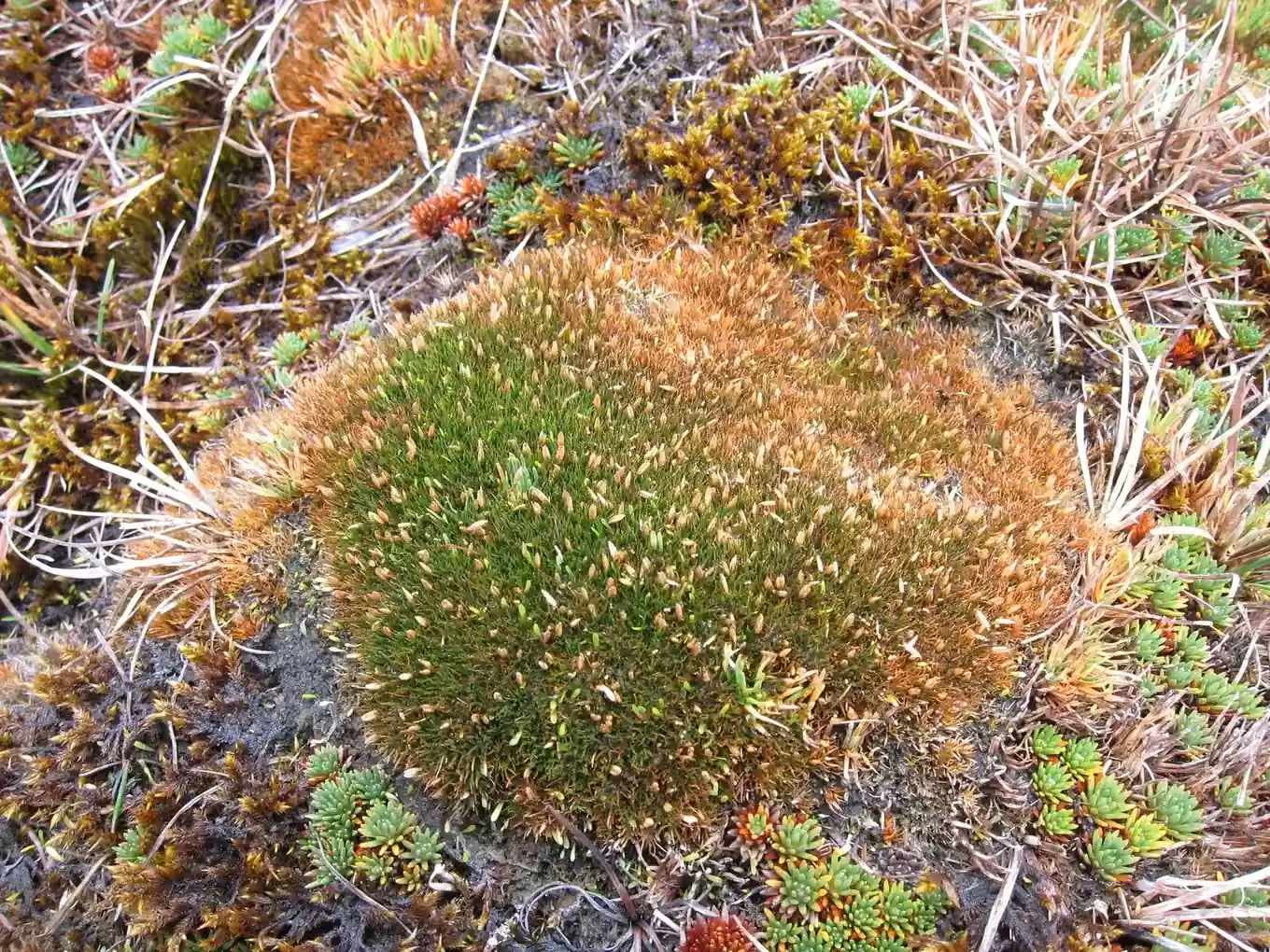 Centrolepis Ciliata Native Plant (Centrolepis ciliata)