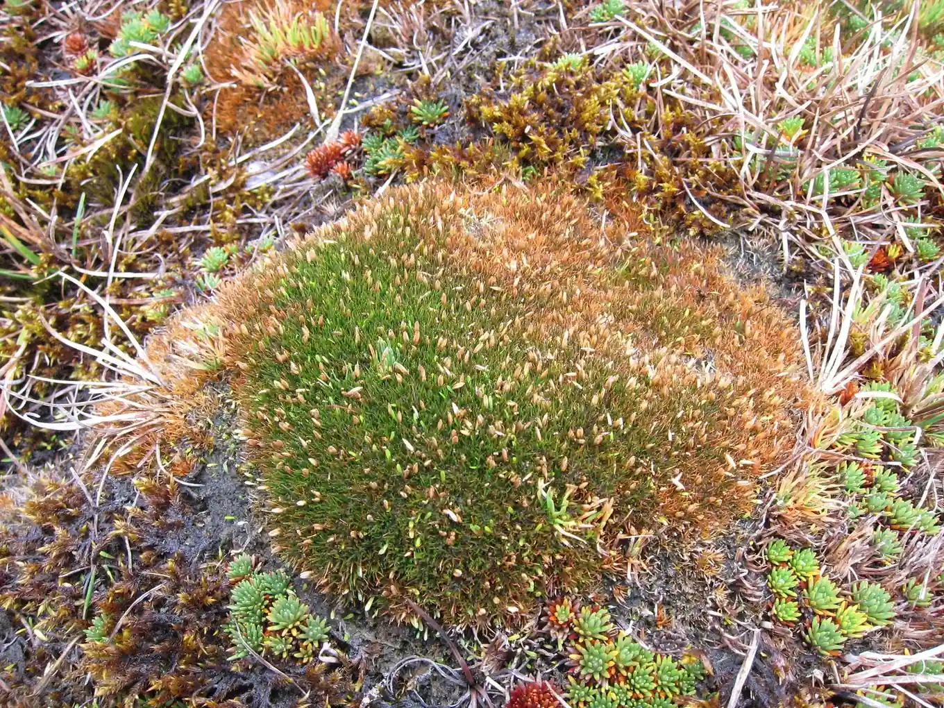 Centrolepis Ciliata Native Plant (Centrolepis ciliata)