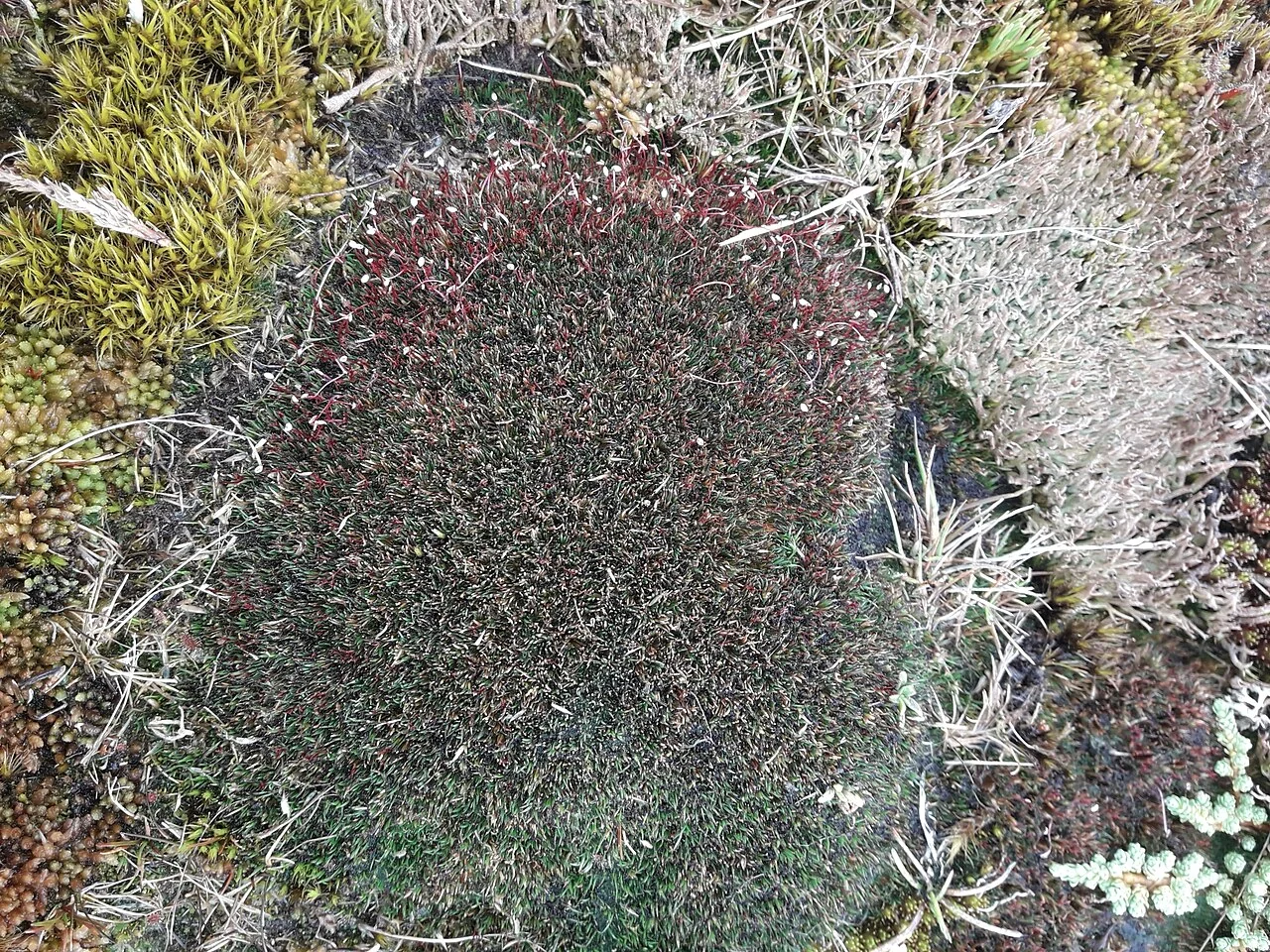 Centrolepis pallida forming minute tufts on stony ground