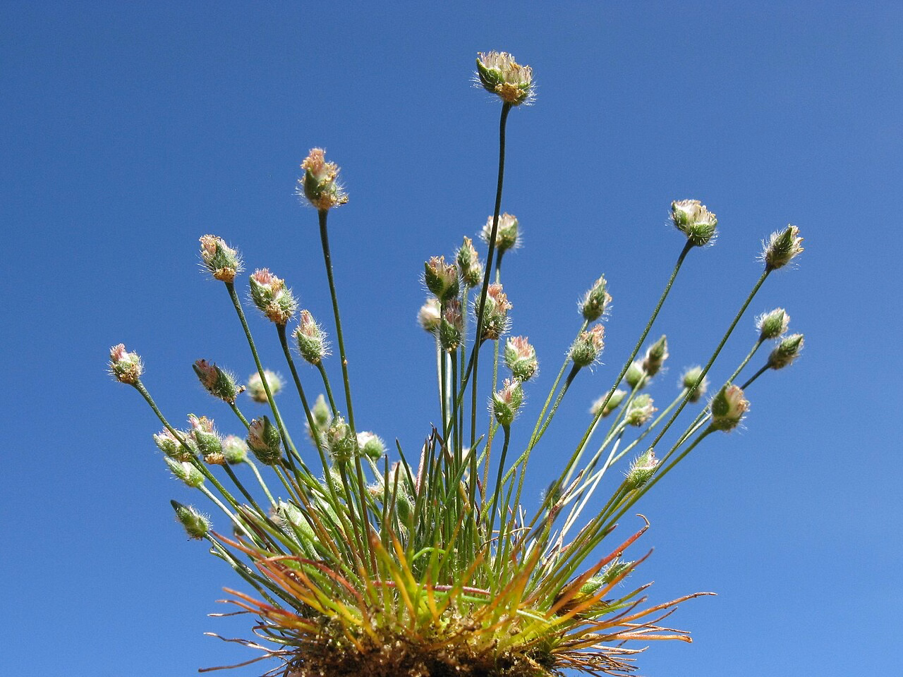 Centrolepis strigosa (Centrolepis strigosa)