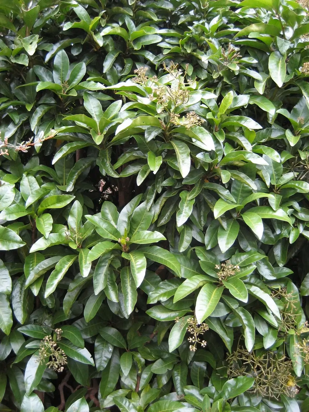Ceodes Brunoniana Native Plant (Ceodes brunoniana)