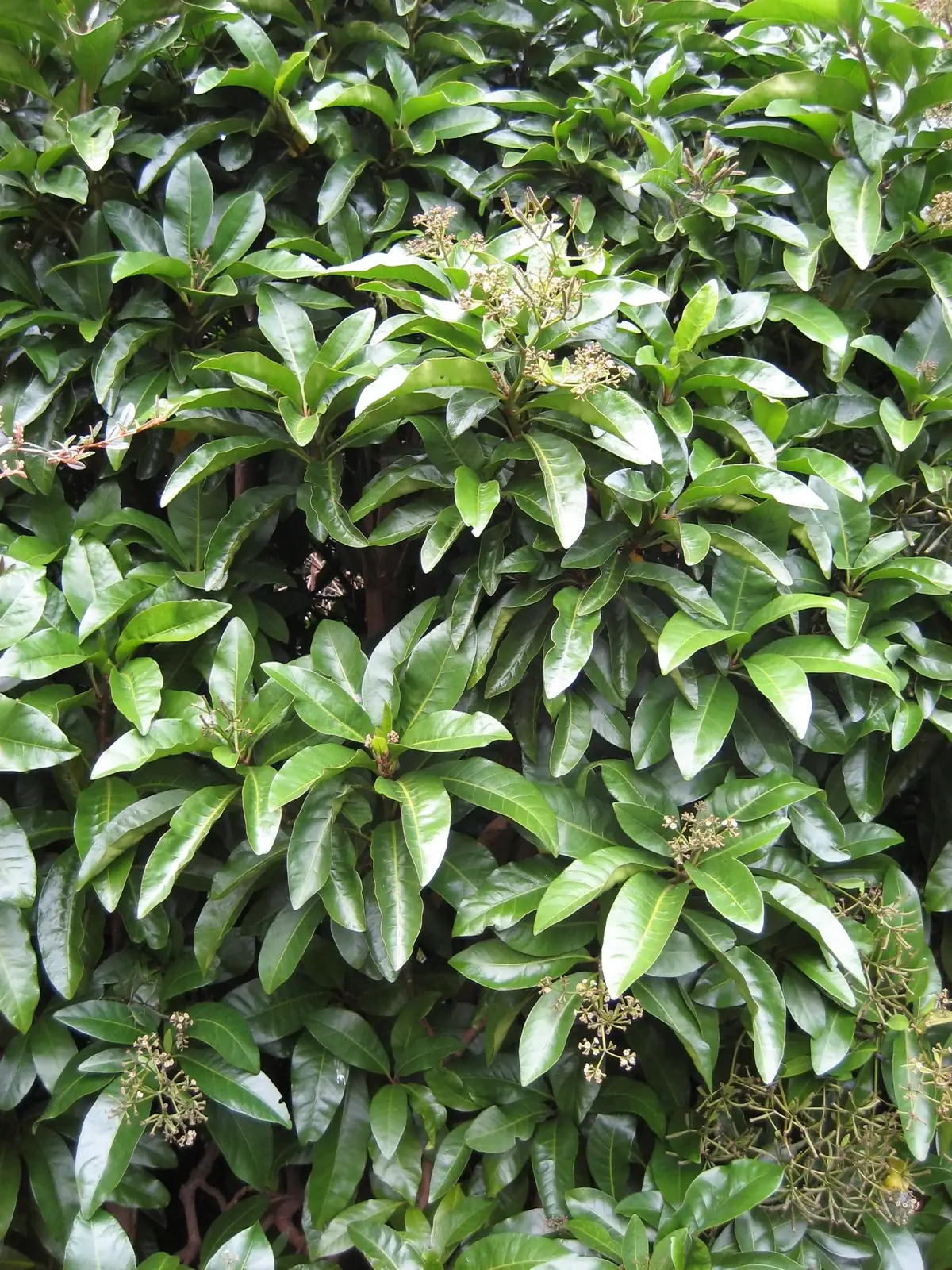 Ceodes Brunoniana Native Plant (Ceodes brunoniana)