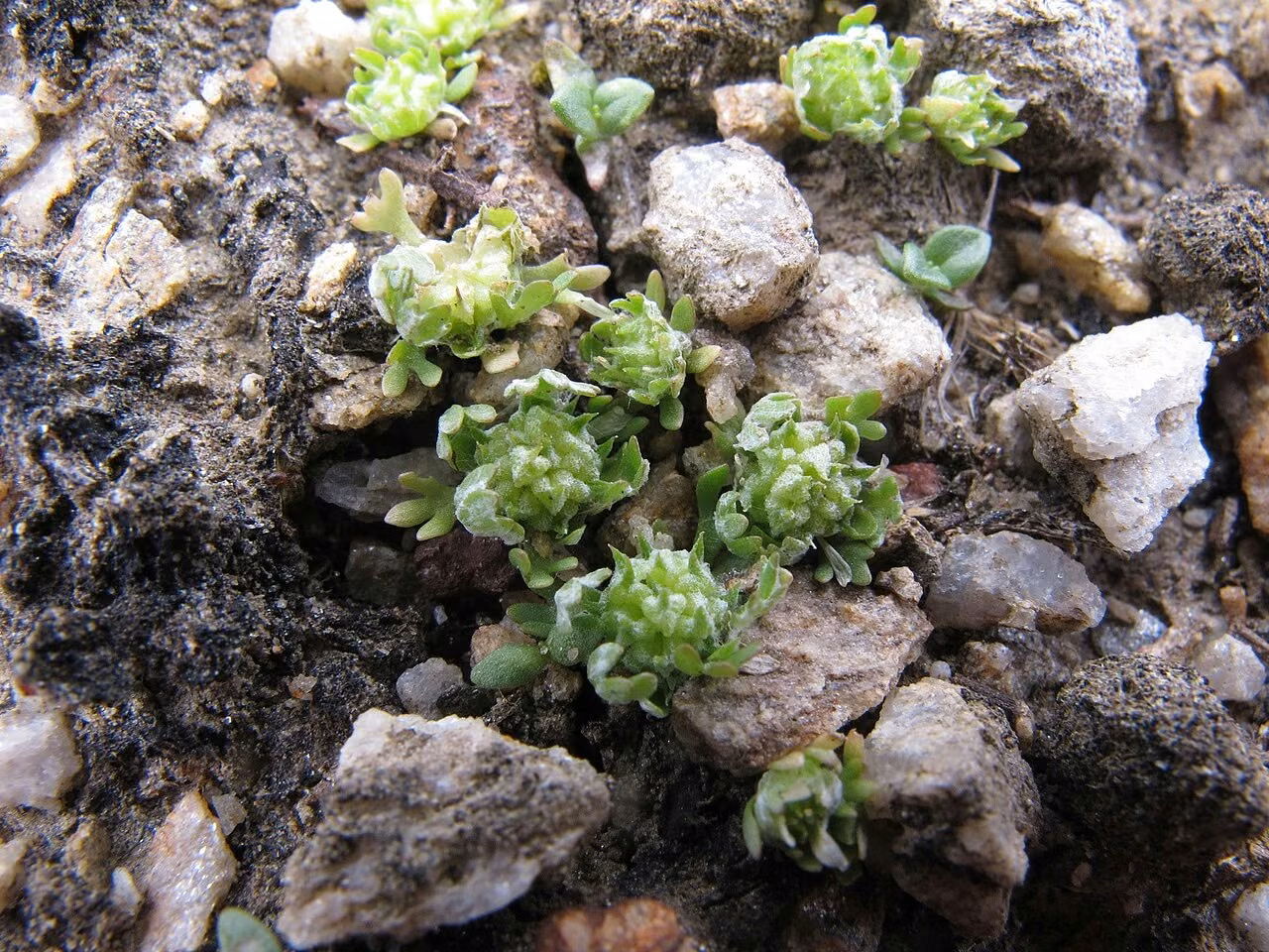Ceratocephala pungens (Ceratocephala pungens)