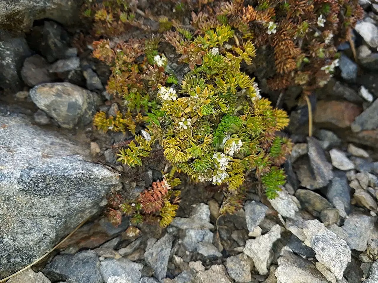 Mountain Myrrh (Chaerophyllum colensoi)