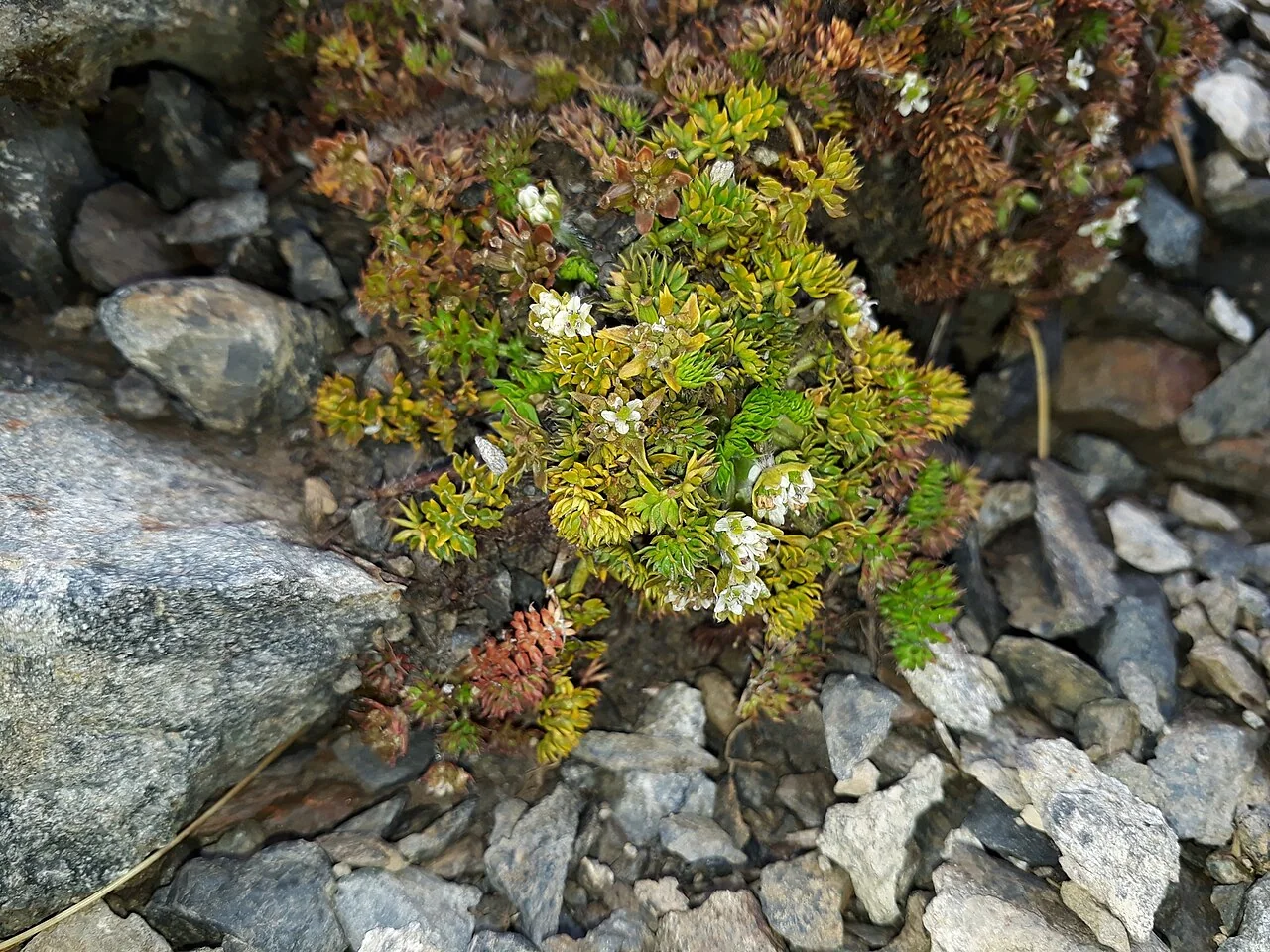 Chaerophyllum colensoi with finely divided foliage and umbels
