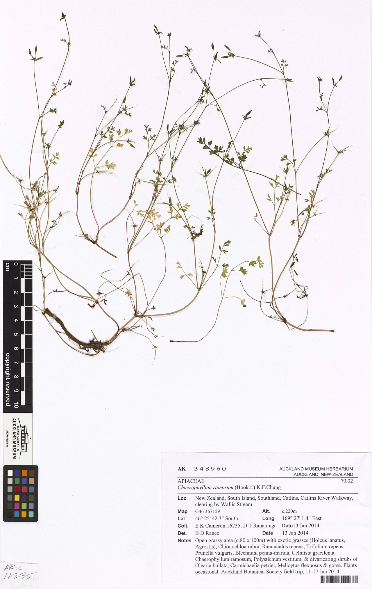 Chaerophyllum ramosum (Chaerophyllum ramosum)