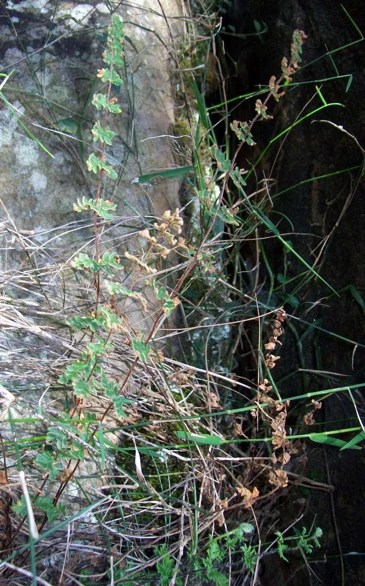 Woolly Cloak Fern (Cheilanthes distans)