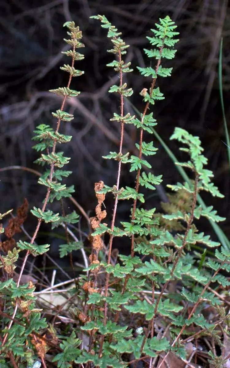 Rock Fern (Cheilanthes sieberi)