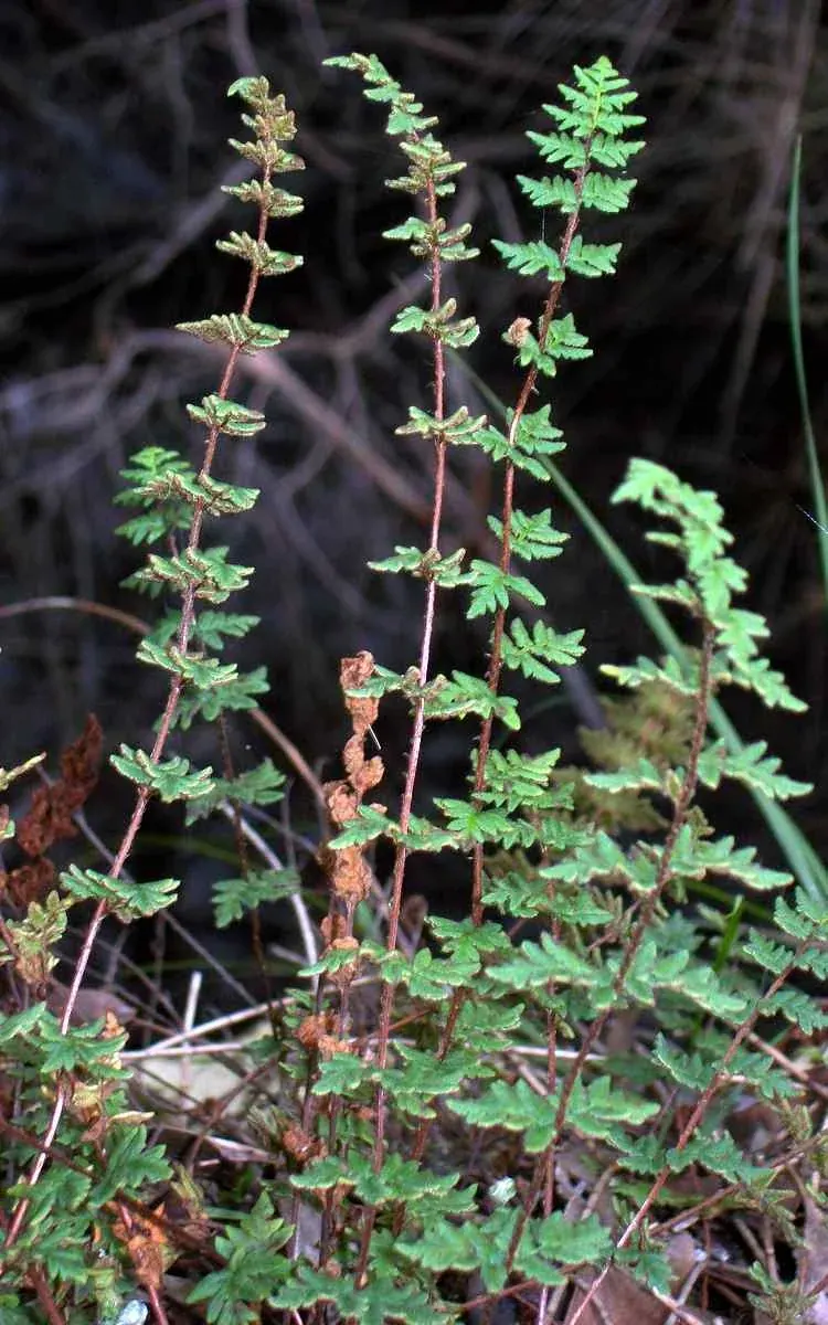 Rock Fern (Cheilanthes sieberi)
