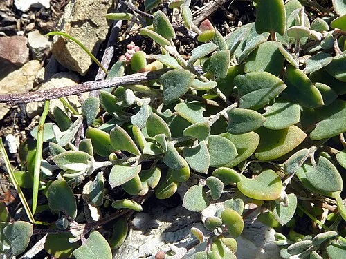 Chenopodium triandrum in open sandy ground