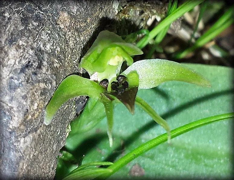 Green Bird Orchid (Chiloglottis cornuta) hero image