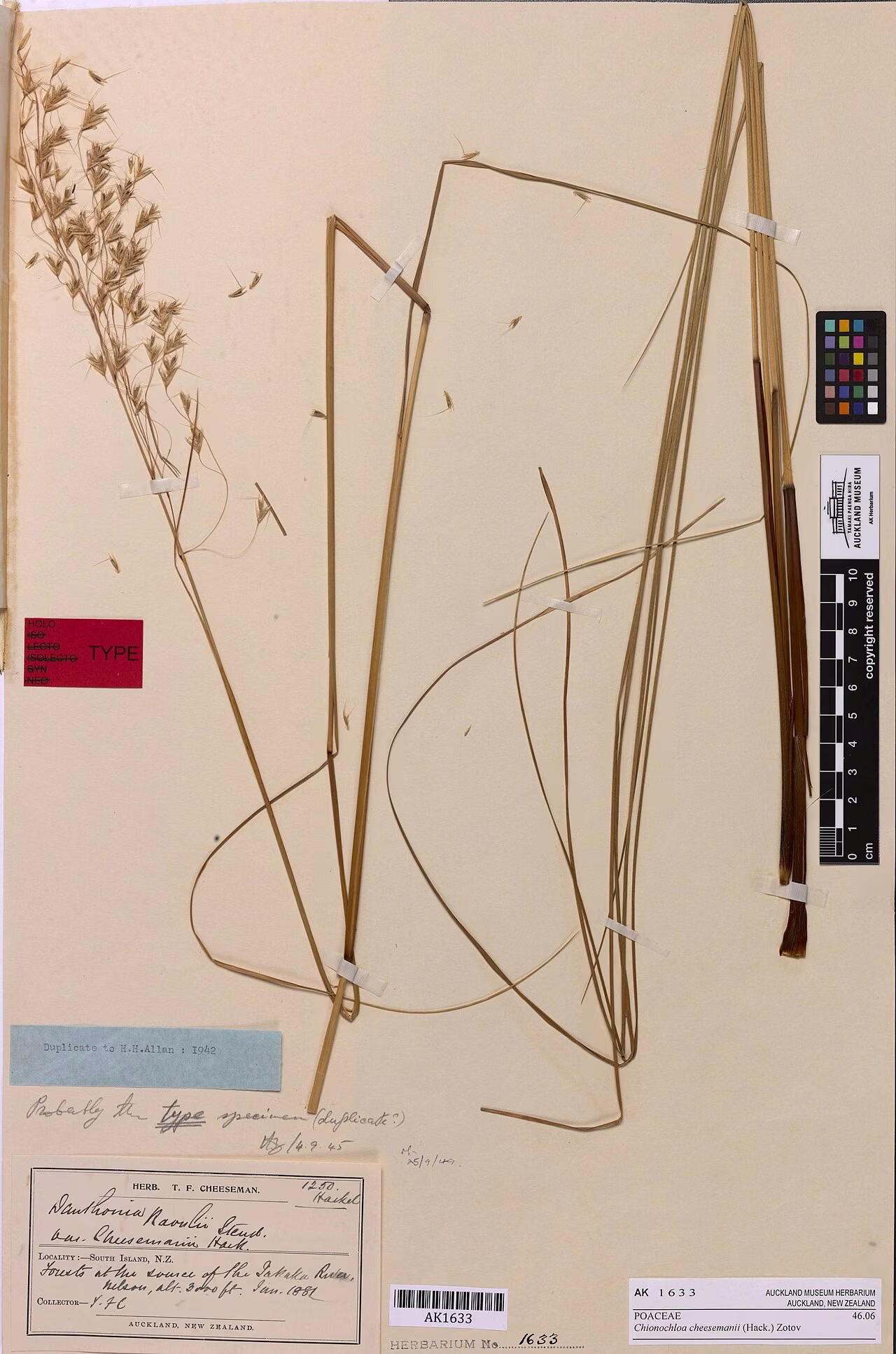 Chionochloa cheesemanii (Chionochloa cheesemanii)