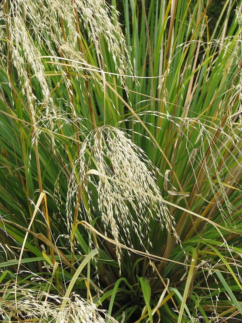 Snow Tussock (Chionochloa conspicua) hero image