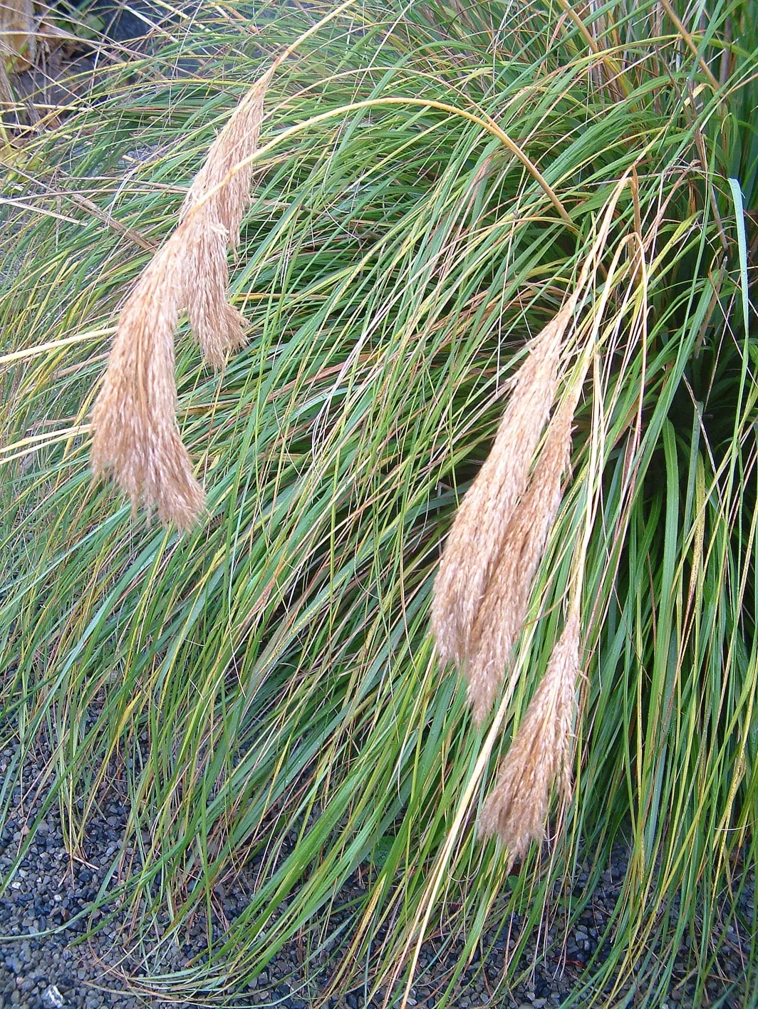Broad-leaved hero image