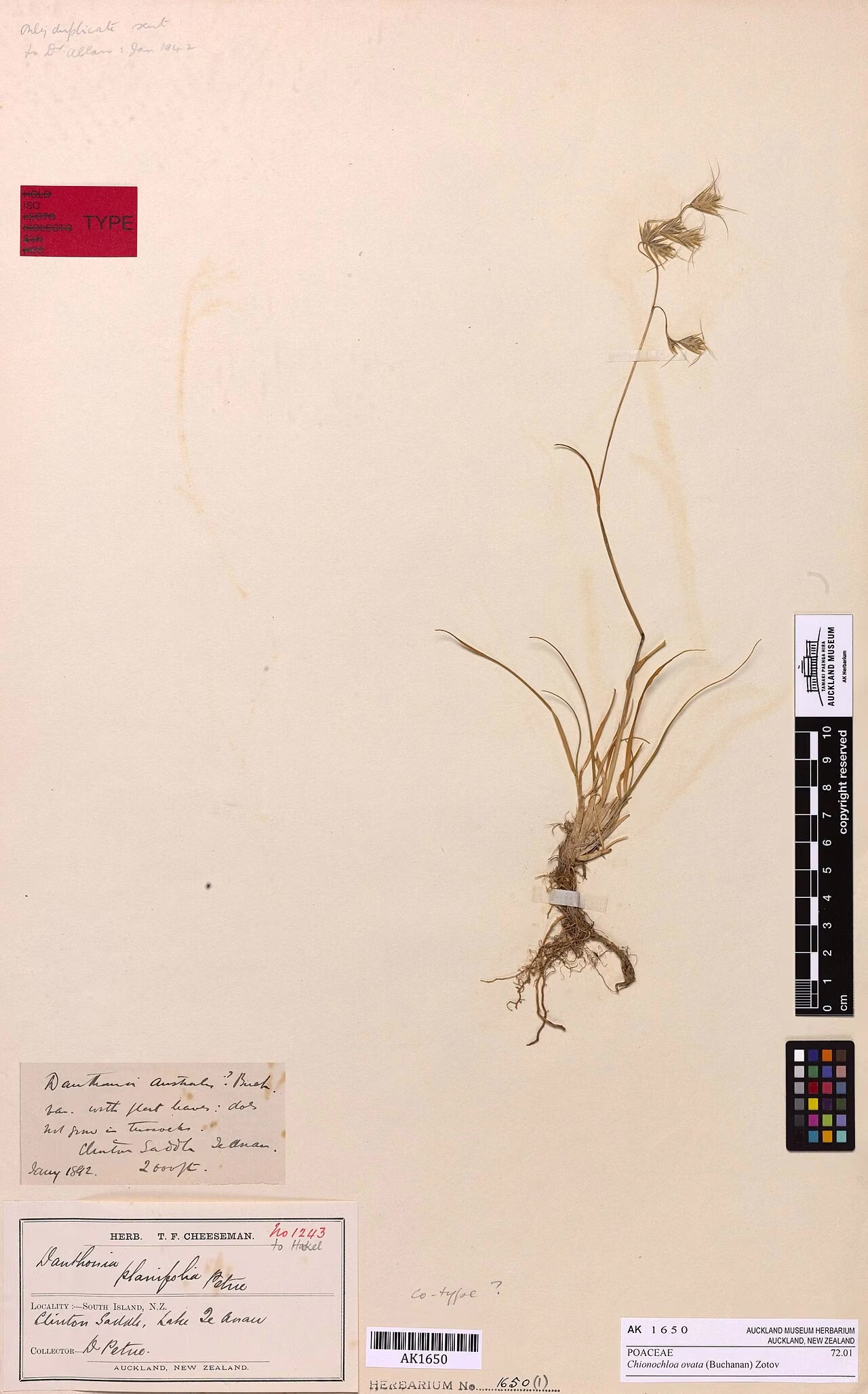 Chionochloa ovata (Chionochloa ovata)