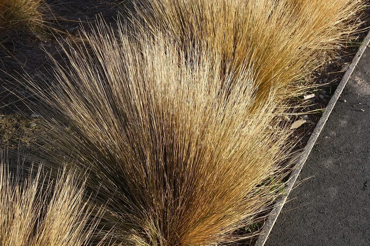 Red Tussock (Chionochloa rubra)