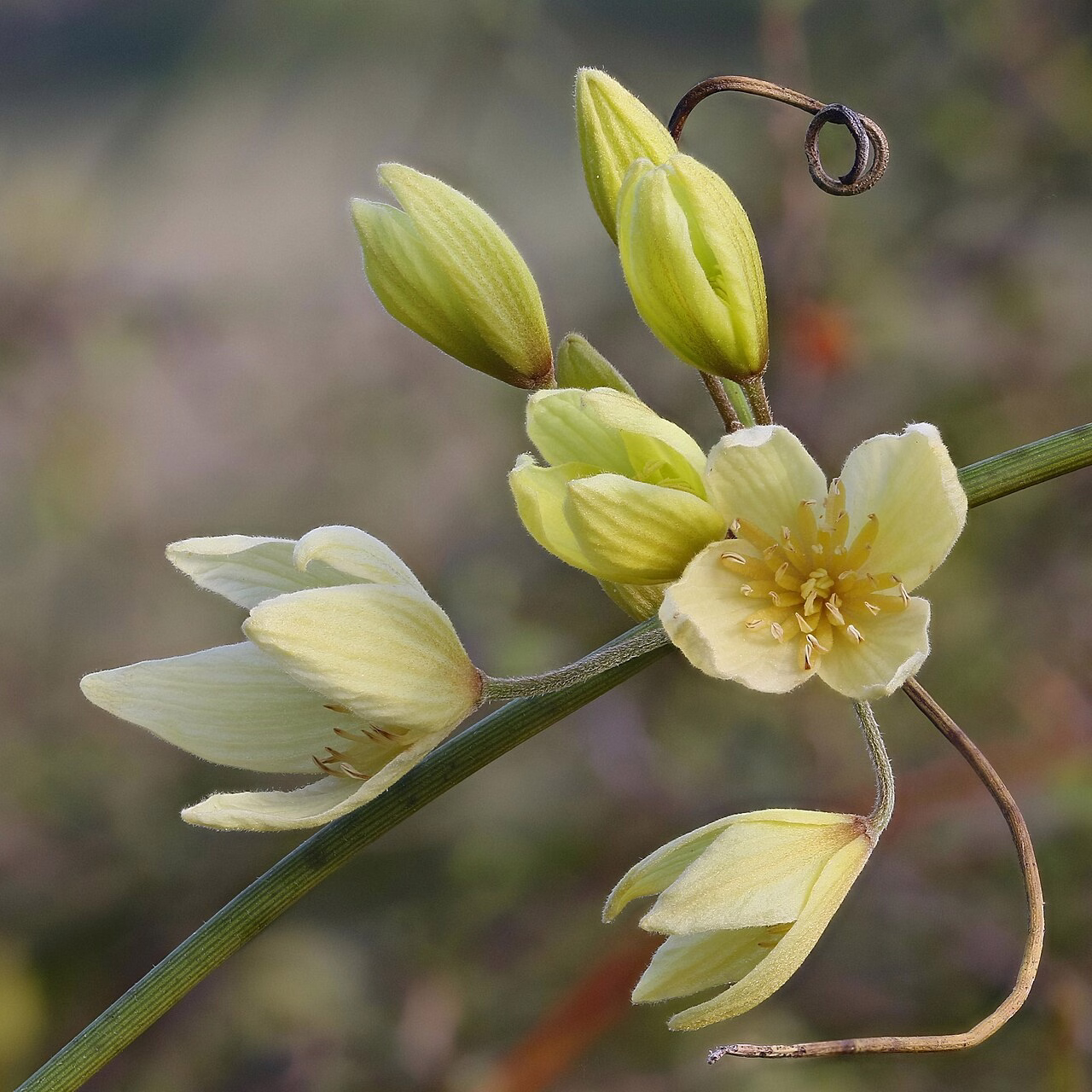 Clematis afoliata (Clematis afoliata)