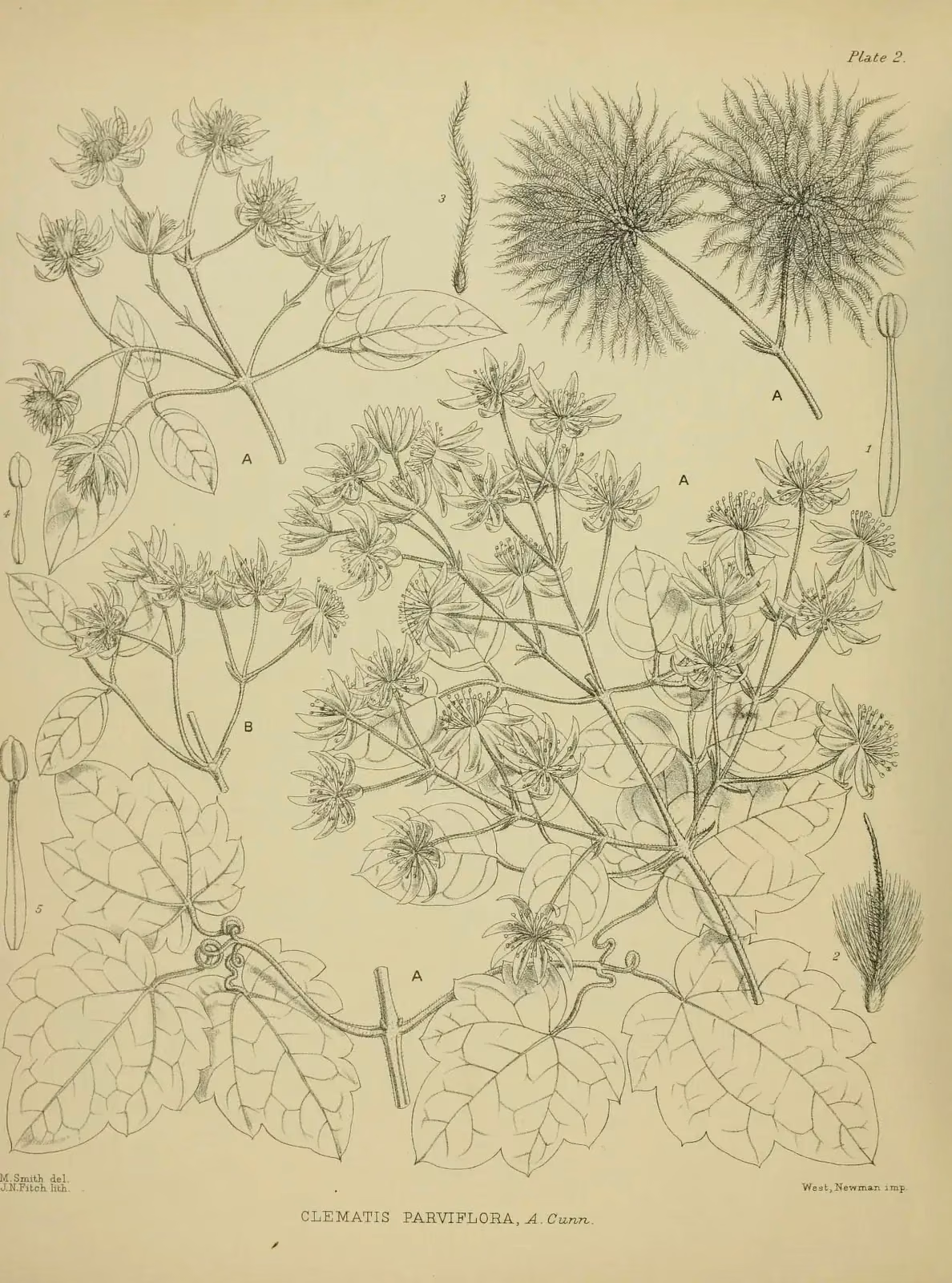 Clematis Cunninghamii Native Plant (Clematis cunninghamii)