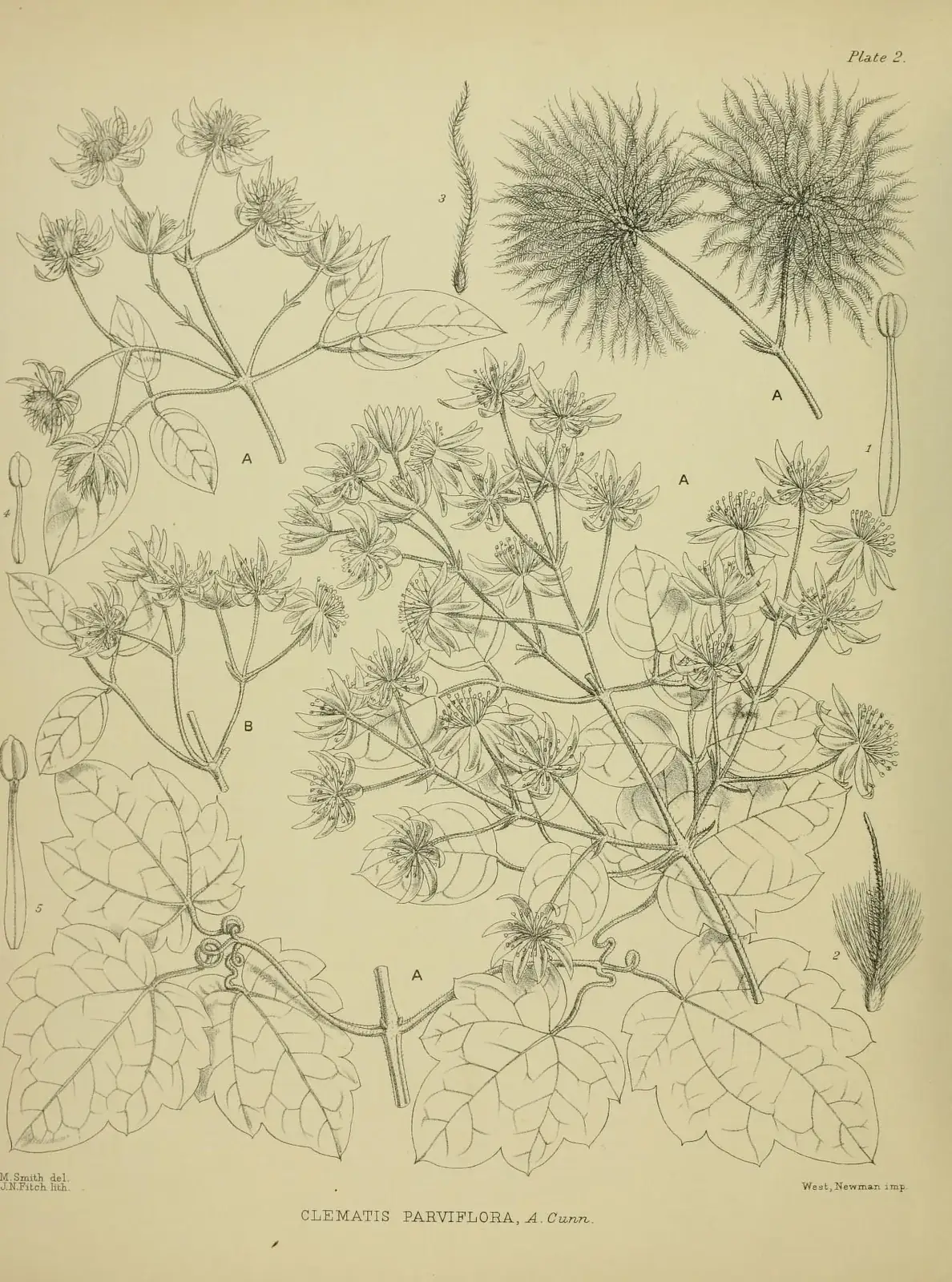 Clematis Cunninghamii Native Plant (Clematis cunninghamii)
