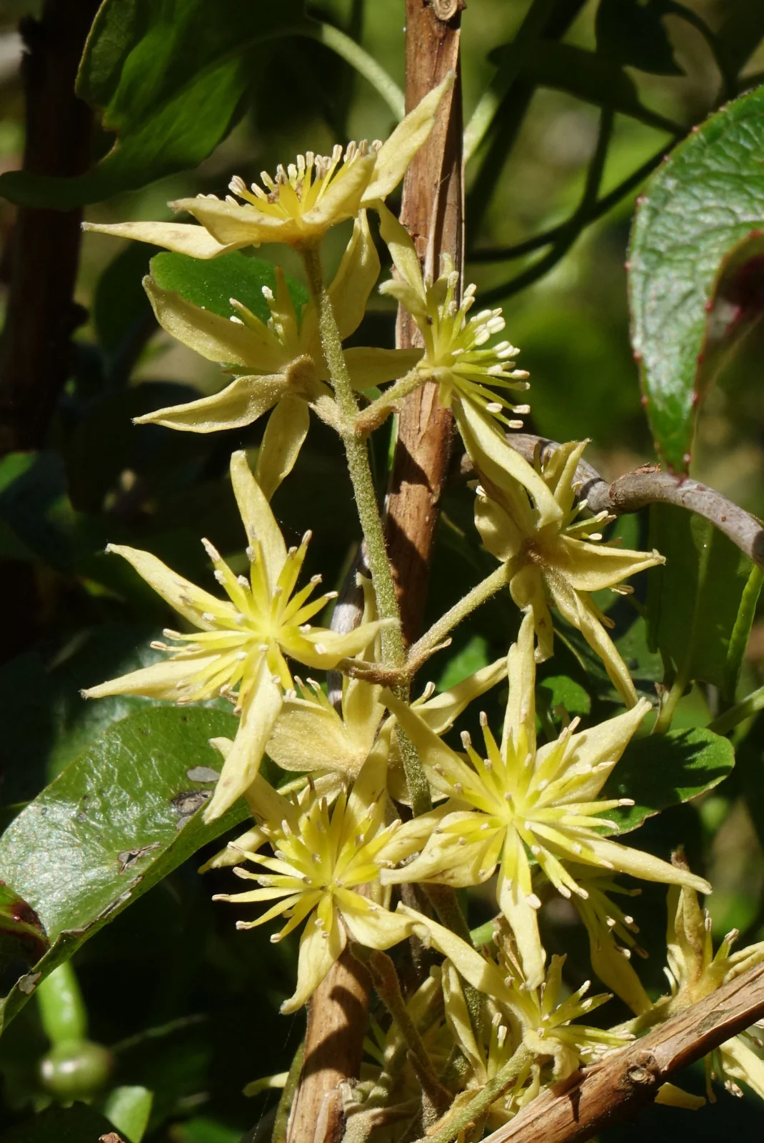 Clematis Foetida Native Plant (Clematis foetida)