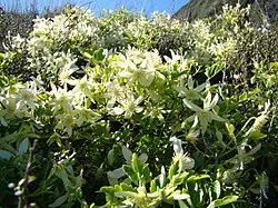 Clematis forsteri with masses of starry white flowers