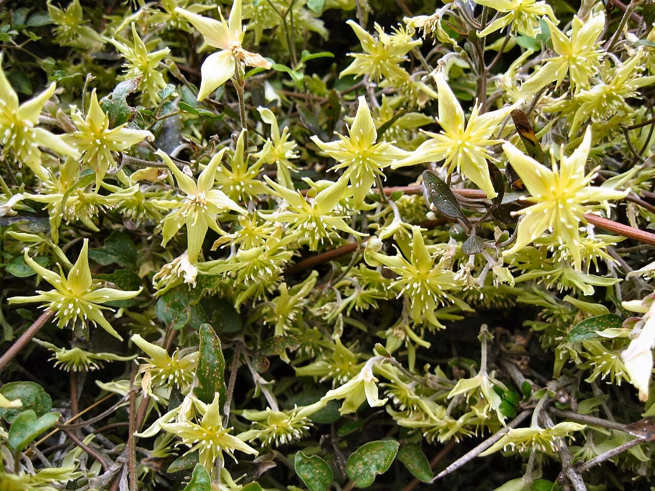 Clematis marata (Clematis marata)