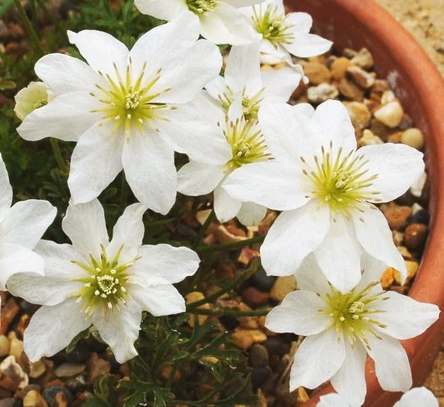 Clematis Marmoraria Native Plant (Clematis marmoraria)